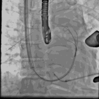350_350gif 动态图 动图
