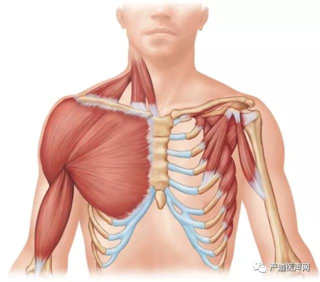 胸腔肌肉解剖图图片