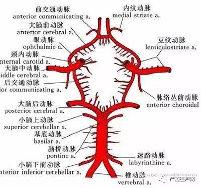 (1)双侧大脑后动脉栓塞?